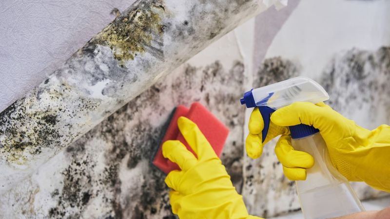 Attic Mold Removal in Fort Lauderdale, FL