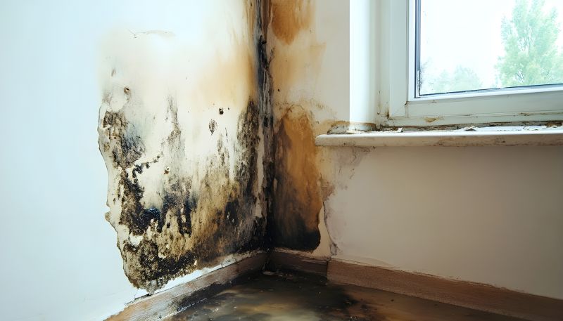 Basement Mold Removal in Frisco, TX