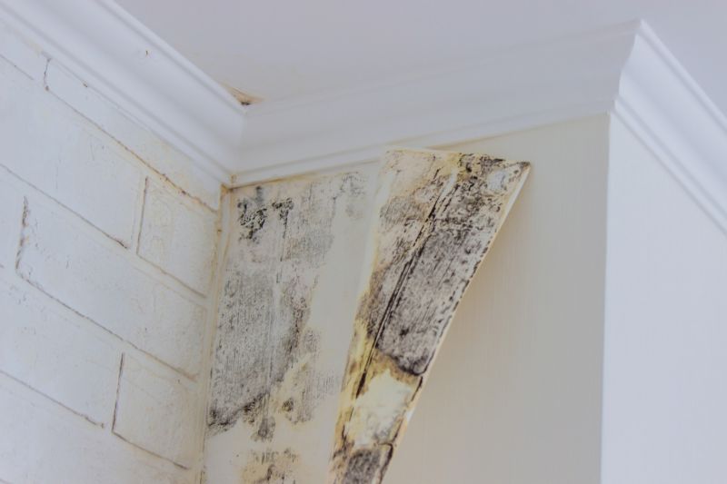 Mold Cleanup Service in Broward County, FL